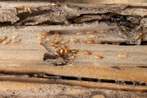 Pest Control Cost in South Tucson, AZ